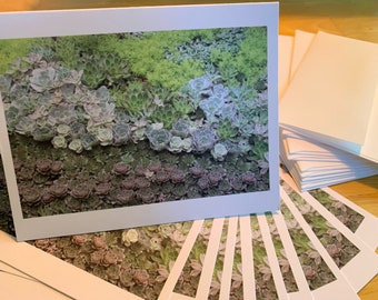 Succulent Photograph Folded Card Set of 10