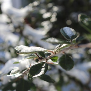 Snow Covered Leaves, Winter Photography Print, Sizes 5x7 and 8x10