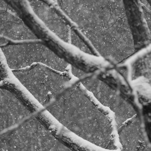 Branches d'arbres enneigés, impression de photographie d'hiver, disponible en pouces 5x7 et 8x10
