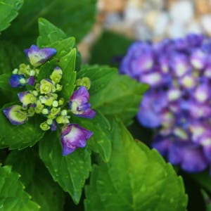 May include: Close-up of purple and blue hydrangea flowers blooming in a garden setting. The flowers are surrounded by green leaves.