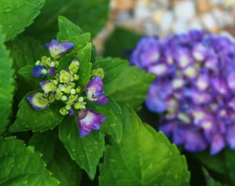 Purple, Blue, and Green Hydrangea Floral Photography Print, available in 5x7 and 8x10 inches