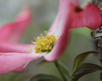 Close Up Pink Dogwood Flower Photography Print, Available in 5x7 and 8x10 inches