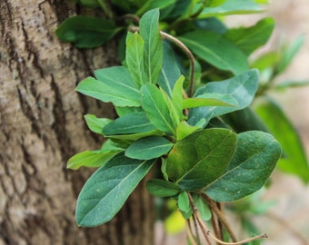 Close-Up Green Leaves on a Vine Photograph: sizes 5x7, 8x10, and 11x14 inches