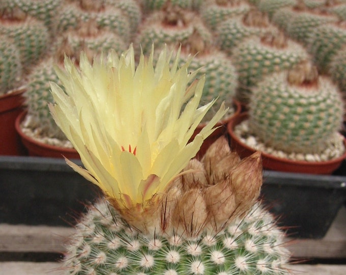 Notocactus Scopa Cactus Plant