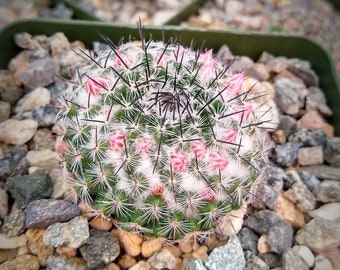 Mammillaria Pseudoperbella Cactus Plant