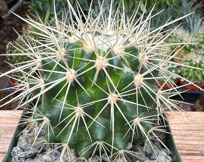 Echinocactus Grusonii yellow Cactus Plant