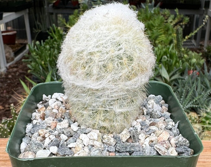 Old Man Cactus Plant