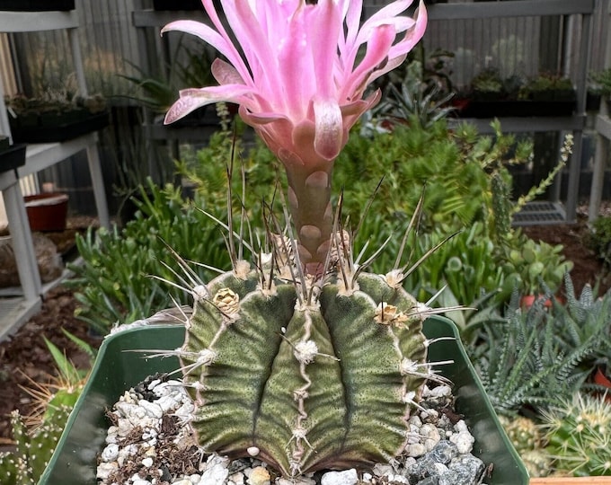 Gymnocalycium Friedrichi Cactus Plant