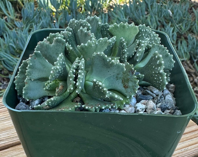 Aloinopsis M  Succulent Plant