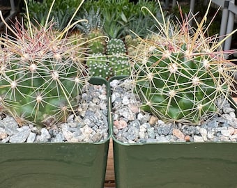Hamatocactus Hamatocactus Cactus Plant