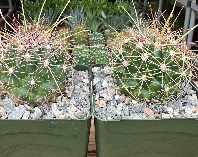 Hamatocactus Hamatocactus Cactus Plant