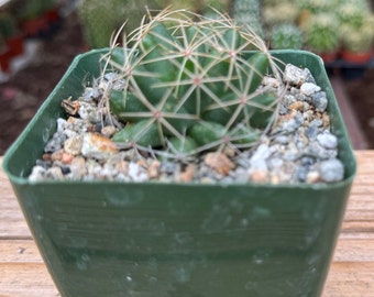 Mammillaria Maleluca Cactus Plant