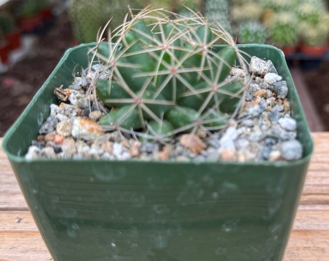 Mammillaria Maleluca Cactus Plant