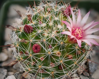 Mammillaria Fittkaui Cactus Plant