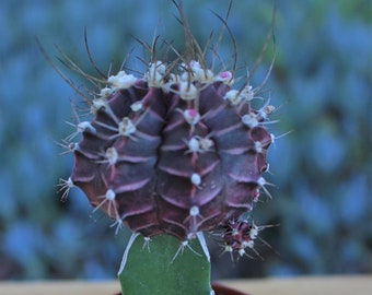 Grafted Purple Cactus Plant