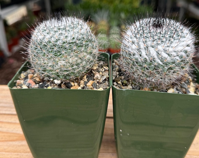 Mammillaria Ritteriana Cactus Plant