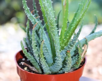 Aloe Tuberculata Succulent Plant