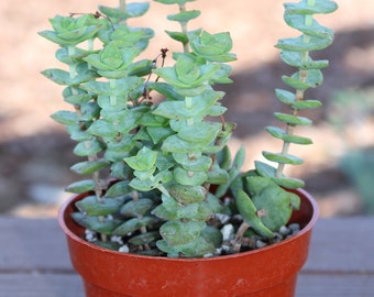 Crassula Perforata Succulent Plant