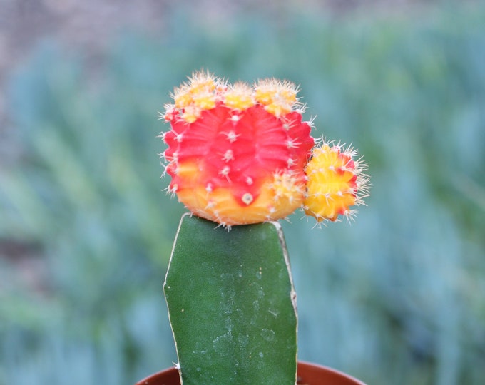 Grafted Multicolor Cactus Plant potted