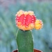 see more listings in the Cactus Plants section