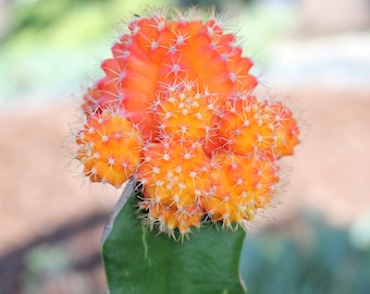 Grafted Orange  Lg Cactus Plant