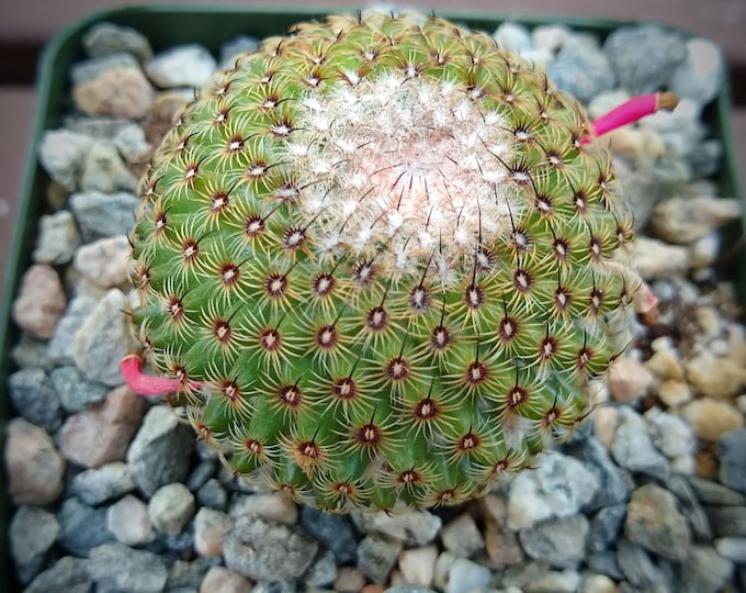 Mammillaria Huitzilopotchli New Crop Cactus Plant