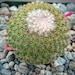 see more listings in the Cactus Plants section