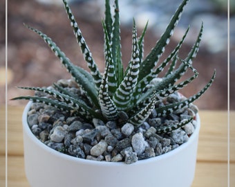 Gift Plant Zebra in white pot, Succulent potted Plant