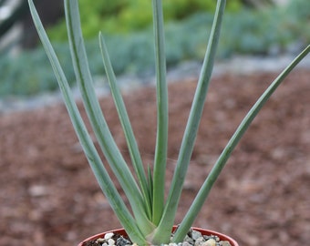 Aloe Plicatilis small Succulent Plant