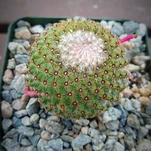 Mammillaria Huitzilopotchli New Crop Cactus Plant