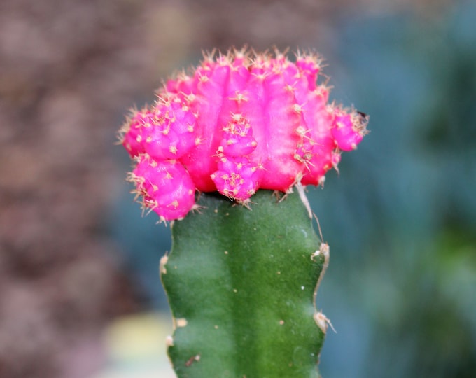 Grafted Pink Cactus Plant