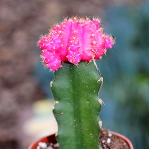 Grafted Pink Cactus Plant