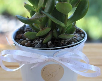 Good Fortune Plant white bucket, Gift Plant