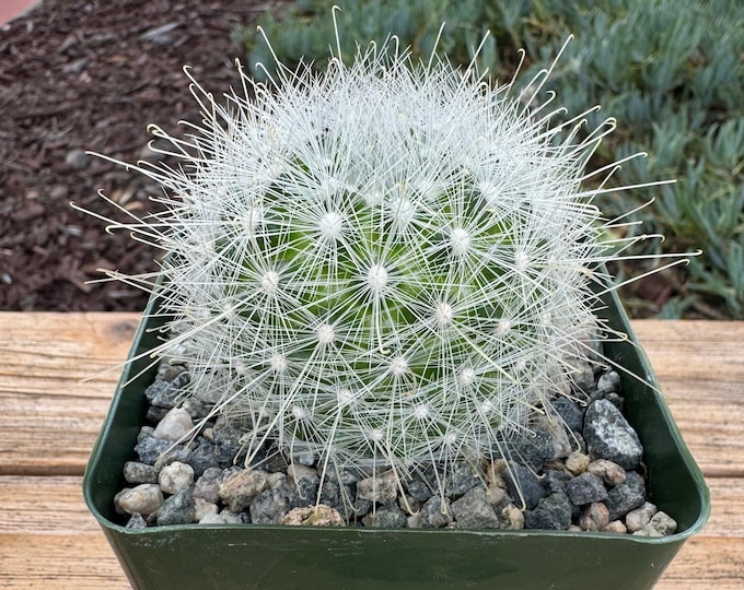 Mammillaria Senilis Cactus Plant