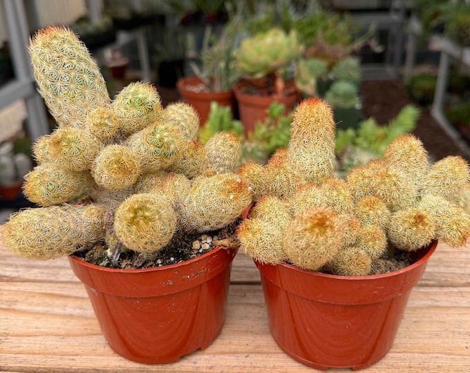 Mammillaria Elongata Cactus Plant
