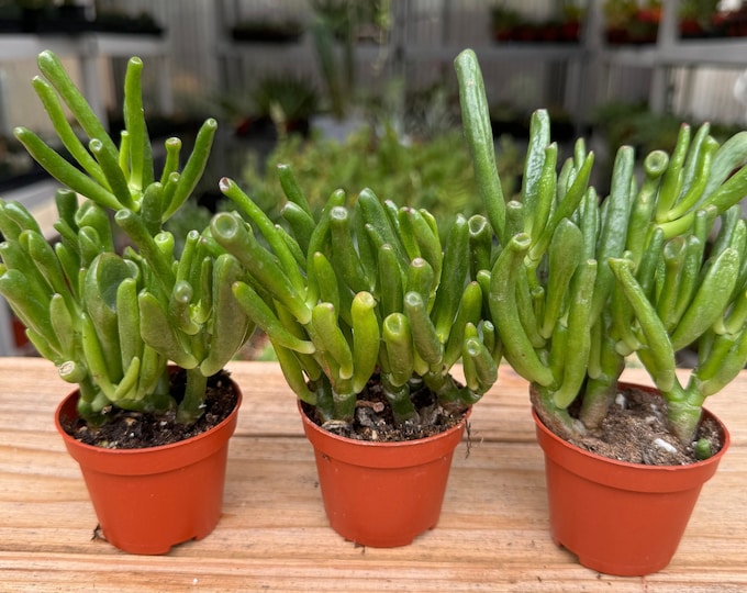 Crassula Monstrose Succulent Plant in 2 inch pot