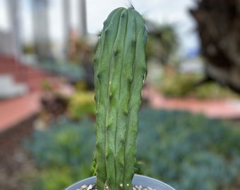 Unique crested column Cactus Plant  exotic plants, landscape plant