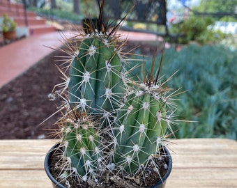 Stetsonia Cactus Plant clumping