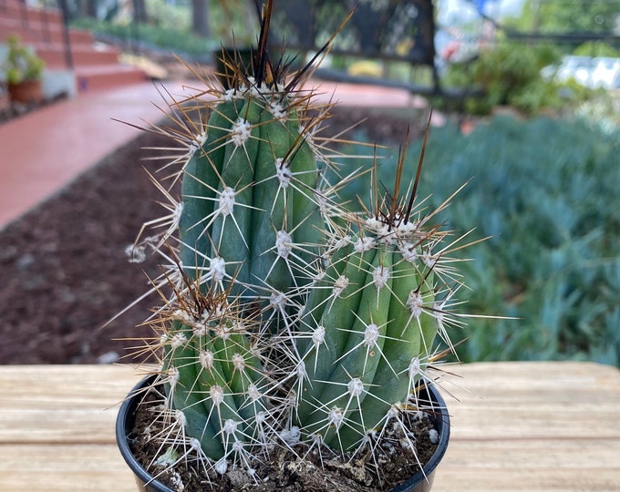 Stetsonia Cactus Plant clumping