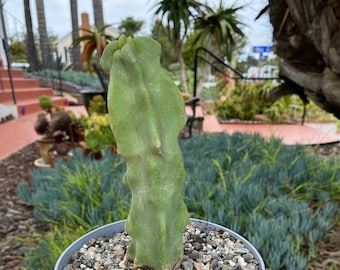 Lophocereus Schottii Spineless Form "Totem Pole", gift plant