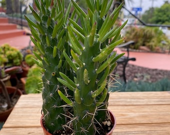 Opuntia Subviolata Cactus Plant 4 inch pot 3 stocks