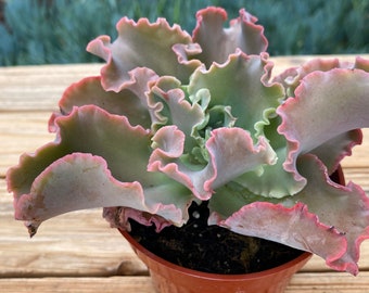 Echeveria  Maunaloa  Succulent Plant