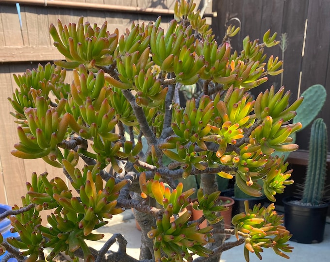 Crassula Monstruosa Thick trunk Succulent Plant