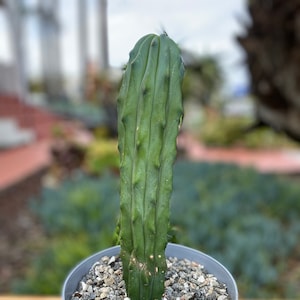 Unique crested column Cactus Plant  exotic plants, landscape plant
