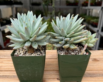 Echeveria Blue Star Succulent Plant