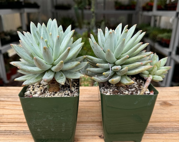 Echeveria Blue Star Succulent Plant