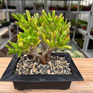 Bonsai-like Crassula Jade Plant