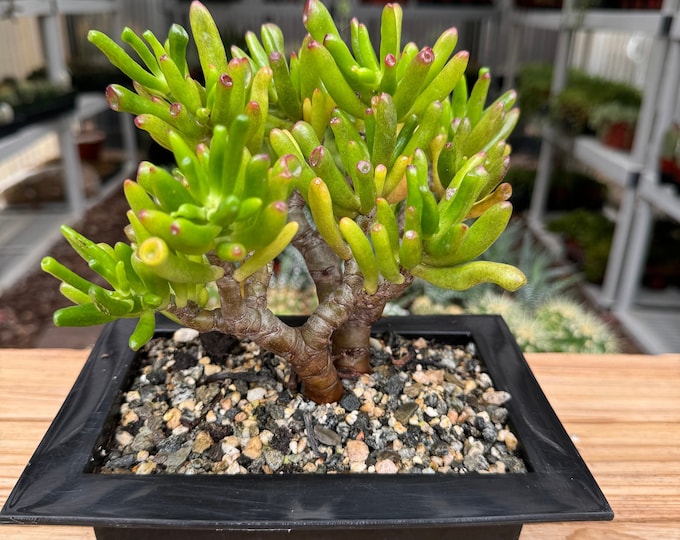 Bonsai-like Crassula Jade Plant
