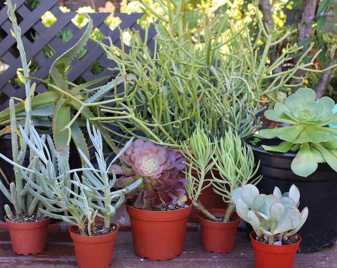 Landscape Succulent Plant Assortment, Low Maintenance, 8 Plants
