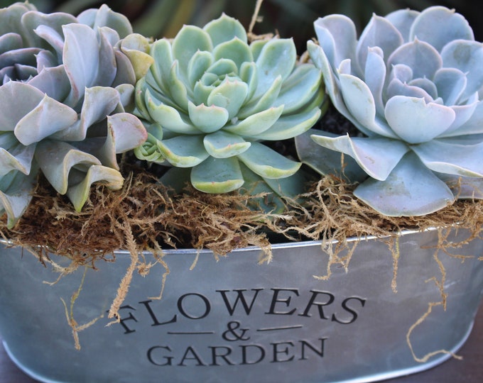 Echeveria Gift Planter Flowers and Garden with Succulent Rosettes